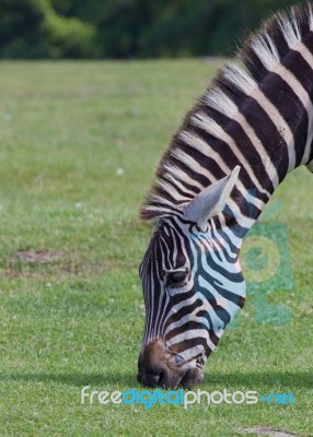 The Zebra Eating The Grass Stock Photo