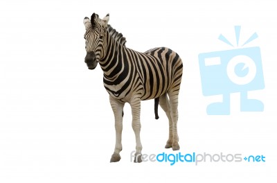 The Zebra Is Well Known In Africa With Its Distinctive Markings Stock Photo