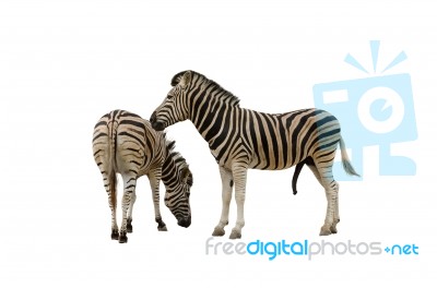 The Zebra Is Well Known In Africa With Its Distinctive Markings Stock Photo
