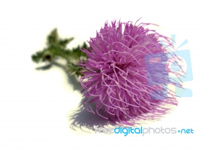 Thistle - Health From Nature Stock Photo