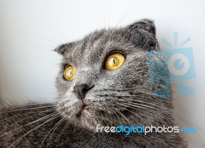 Thoroughbred British Cat Closeup Stock Photo