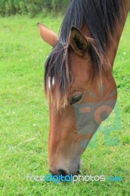 Thoroughbred Foal Eating Grass Stock Photo