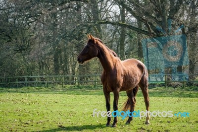 Thoroughbred Horse Enjoying The Spring Sunshine Stock Photo