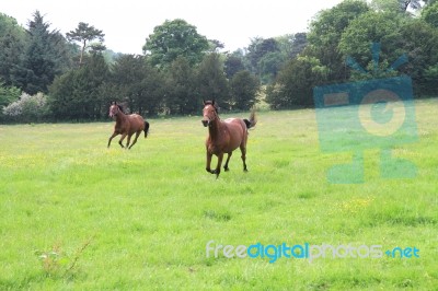 Thoroughbred Horses Cantering Through The Fields Stock Photo