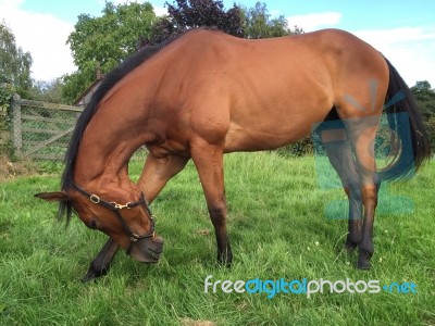 Thoroughbred Yearling Bowing Stock Photo