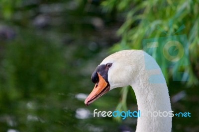 Thoughtful Mute Swans Close-up Stock Photo