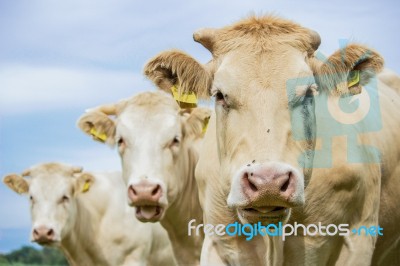Three Brown Cows Looking At Camera Stock Photo