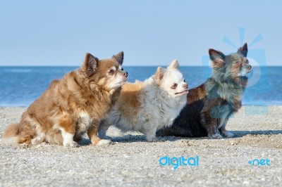 Three Chihuahuas Stock Photo