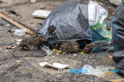 Three Dirty Mice Eat Debris Next To Each Other. Rubbish Bag On The Wet Floor And Very Foul Smell. Selective Focus Stock Photo