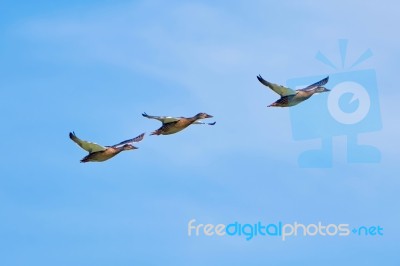 Three Ducks In Flight Stock Photo Three Ducks In Flight Stock Photo