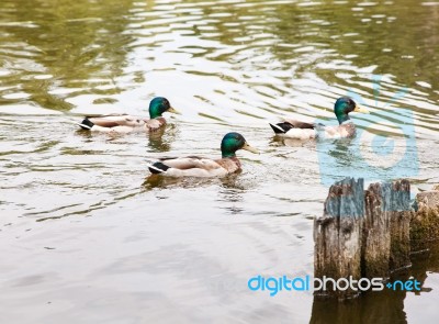Three Ducks Swimming In A Pond Stock Photo