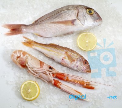 Three Fresh Fish Stock Photo