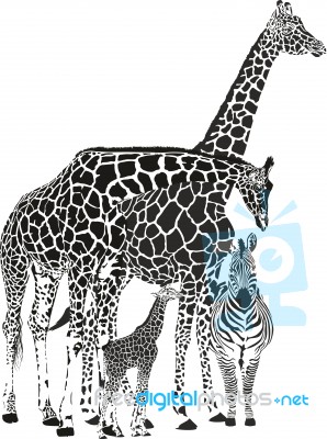 Three Giraffes And Zebra Stock Image
