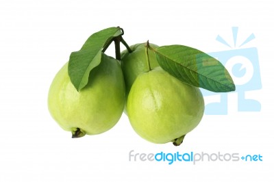 Three Guavas Stock Photo