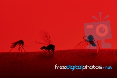 Three Insect Sit On Skin Stock Photo