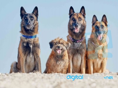 Three Malinois Belgian And Little Pyrenean Shepherd Stock Photo