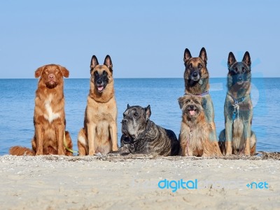 Three Malinois Belgian, Little Pyrenean Shepherd Dog, Cane Corso And New Scotch Retriever Stock Photo