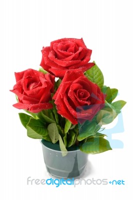 Three Red Rose In Vase With Water Drop Stock Photo