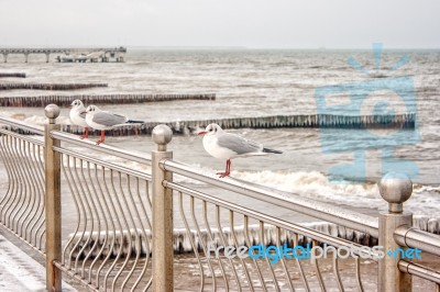 Three Seagulls Sitting On A Fence Stock Photo