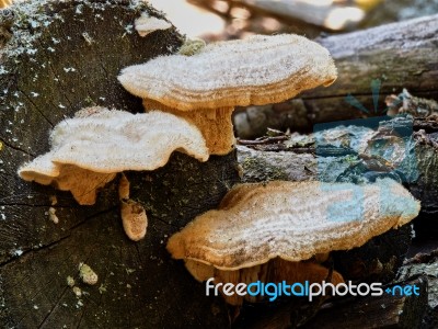 Three Toadstools On A Stump Stock Photo