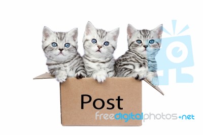 Three Young Cats In Cardboard Box On White Stock Photo