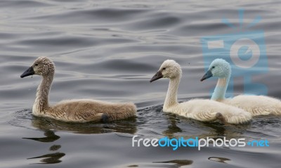 Three Young Mute Swans Are Swimming Somewhere Stock Photo