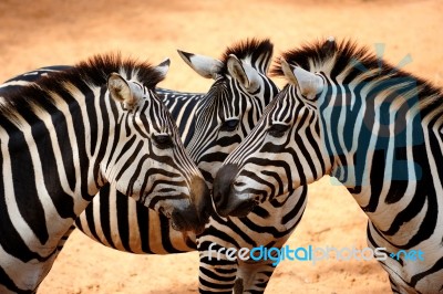 Three Zebras Kissing Stock Photo