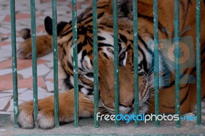 Tiger  Stock Photo