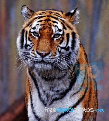 Tiger Stock Photo