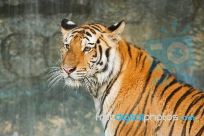 Tiger ,big Cat On The Waterwall Stock Photo