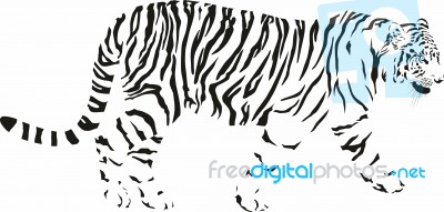 Tiger, Black And White Stock Image