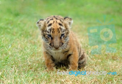 Tiger Cub Stock Photo