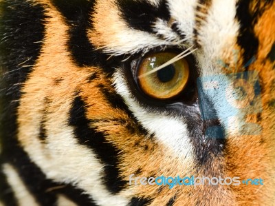 Tiger Eye Stock Photo