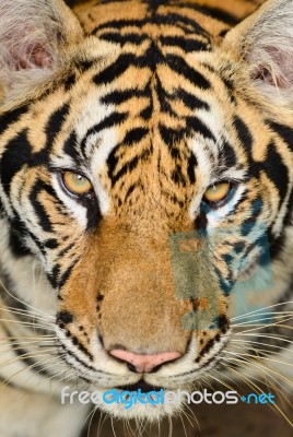 Tiger Face Stock Photo