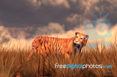 Tiger In Field,fantasy Conceptual 3d Illustration Background Stock Image