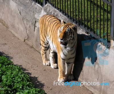 Tiger In The City Zoo Stock Photo