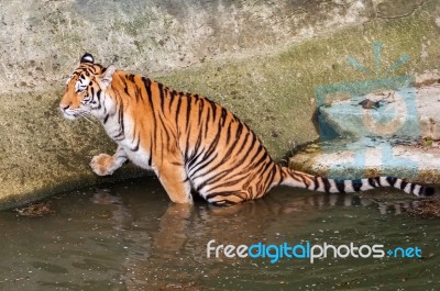 Tiger In The Water Stock Photo