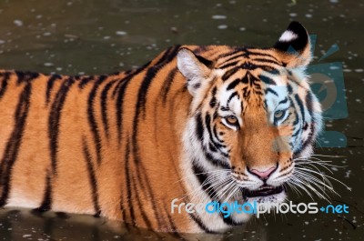 Tiger In The Water Close Up Stock Photo