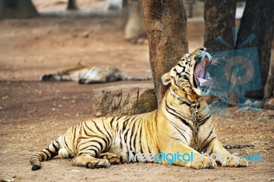 Tiger In Zoo Stock Photo