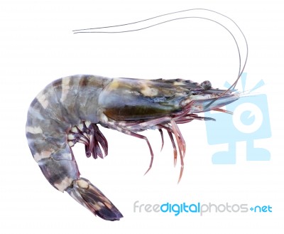 Tiger Prawn Isolated On White Stock Photo