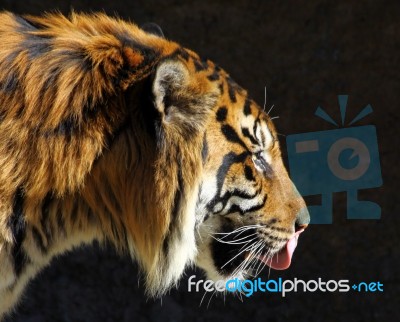 Tiger Profile Stock Photo