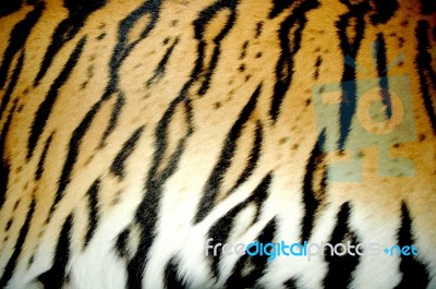 Tiger Skin Stock Photo