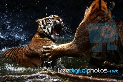 Tigers Fighting Stock Photo