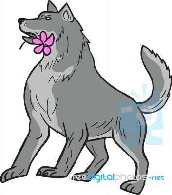 Timber Wolf Holding Plumeria Flower Drawing Stock Image