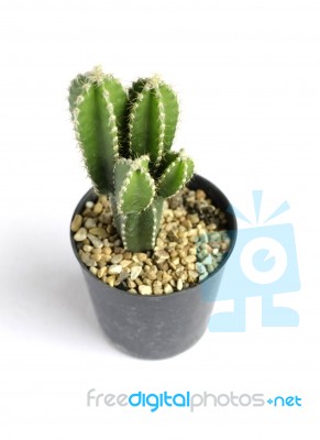 Tiny Potted Cactus Stock Photo