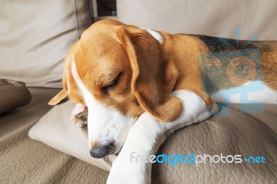 Tired Beagle Dog Stock Photo