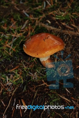 Toadstool Stock Photo