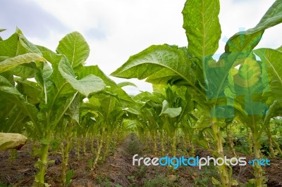 Tobacco Agriculture In Thailand Stock Photo