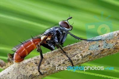 Tochinidae Cylindromia Stock Photo