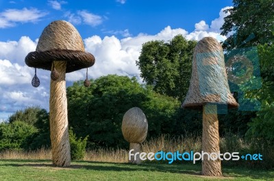 Tom Hare's Fungi Fairy Ring Stock Photo